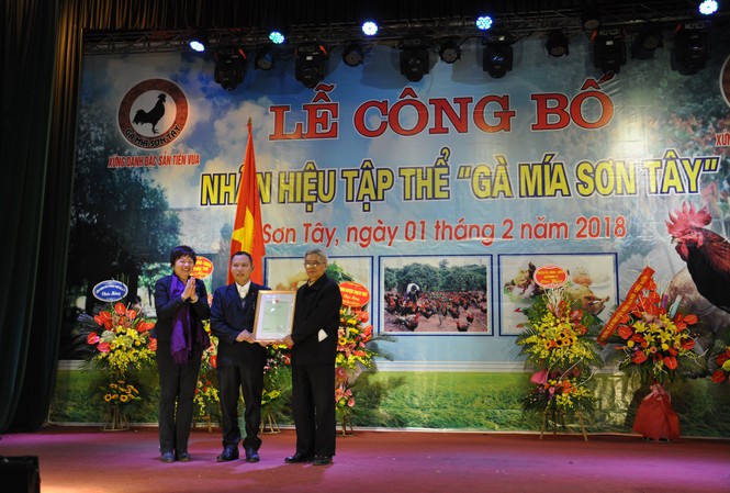 Đà mới trên đường tăng tốc Gà mía Sơn Tây đã được người tiêu dùng tin cậy. Ảnh: Hải Anh