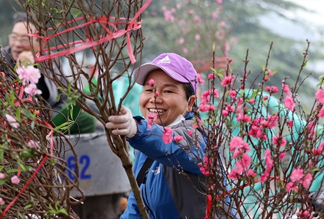 Miền Bắc có thể đón Tết ấm Thời tiết dịp Tết Nguyên đán Canh Tý có thể ấm hơn trung bình nhiều năm và hoa đào sẽ nở rộ. Ảnh: Hoàng Mạnh Thắng