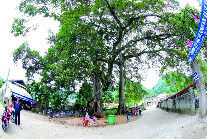 Kỳ lạ rừng nghiến Đông Đằng Bảo tồn rừng nguyên sinh ở Bắc Sơn Ảnh: Doãn Tuấn