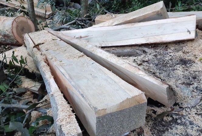 Khởi tố vụ phá rừng phòng hộ đầu nguồn Gia Lai Hiện trường cánh rừng phòng hộ đầu nguồn ở Kông Chro (Gia Lai) bị hạ sát Ảnh: Lê Tiền