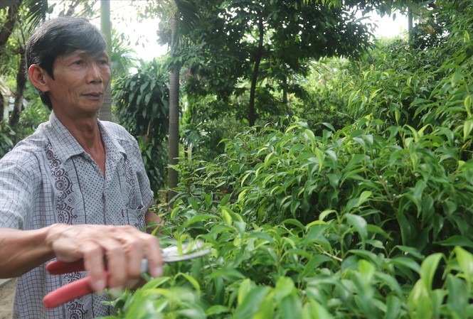 Tòa xử dân thắng vụ kiện đền bù đất thấp hơn giá thị trường 1.000 lần Ông Nguyễn Văn Côi tại diện tích đất khiếu kiện chính quyền đền bù không thỏa đáng. Ảnh: Nguyễn Thành