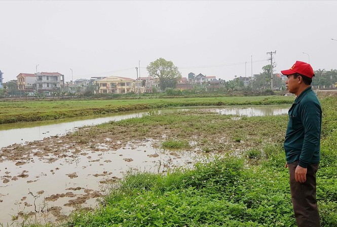 Dự án chậm trễ, đồng ruộng bỏ hoang Ðất nông nghiệp bị thu hồi vài năm qua vẫn để hoang. Ảnh: P.V