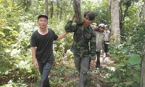 Theo kiểm lâm lùng lâm tặc Tác giả tại hiện trường phá rừng Ea Sô
