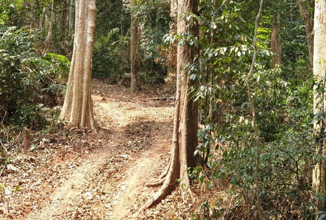 Tận thấy hiện trường vụ phá rừng Phong Nha - Kẻ Bàng Con đường được cho là do lâm tặc khai thông còn in vết bánh xe ô tô, nhưng Thượng tá Nguyễn Hữu Trung nói rằng đó là đường dân đi làm rẫy