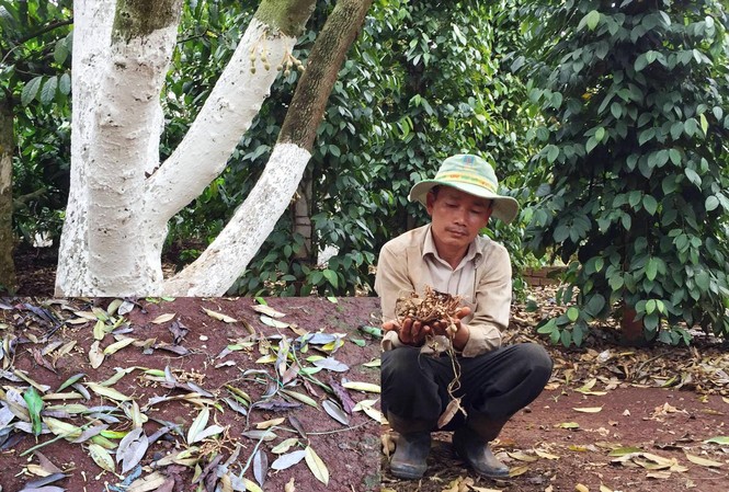 Nông dân điêu đứng vì 'ghen ăn tức ở' Vườn sầu riêng của nông dân bị khoét ở giữa thân để bơm thuốc độc
