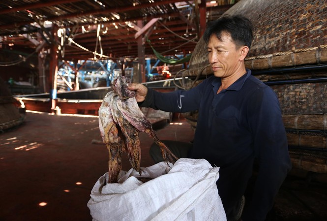 Cả ngàn tấn mực ế ẩm, ngư dân khóc ròng Mực khô ế ẩm, ngư dân khốn khó