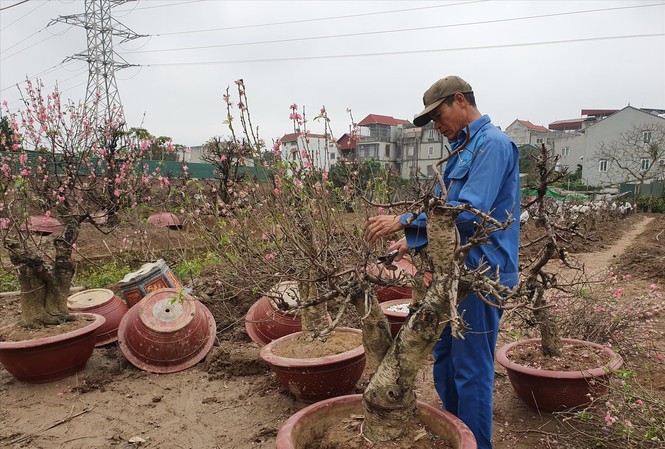 Xong Tết ,chủ vườn đào ở Hà Nội đã vào vụ mới Mỗi ngày những người gom đào thuê kiếm tiền triệu ảnh: Đức Anh