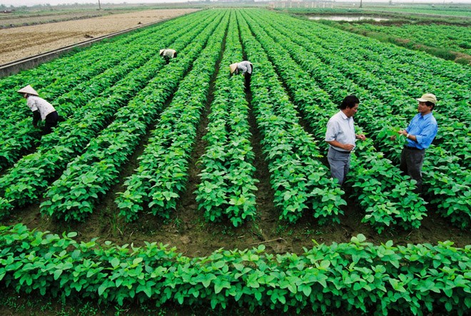 Nhiều rào cản, rủi ro trong tích tụ đất nông nghiệp Quá trình tích tụ ruộng đất nông nghiệp còn hạn chế. ảnh: hồng vĩnh