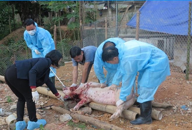 Thông tin thất thiệt về 'lợn nôn ra máu, chết hàng loạt' tại Lạng Sơn Lực lượng chức năng lấy mẫu xét nghiệm đàn lợn tại huyện Văn Quan (ngày 9/11), kết quả âm tính với bệnh dịch.
ảnh: Duy Chiến