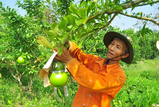 Trái cây độc, lạ “cháy hàng” Ông Võ Hồng Quốc thu hoạch đào tiên hồ lô ẢNH: HÒA HỘI