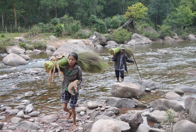 'Lộc trời' dưới chân dãy Giăng Màn Thành quả sau 1 ngày luồn rừng của vợ chồng chị Hồ Thị Đụt, bản Ka Ai