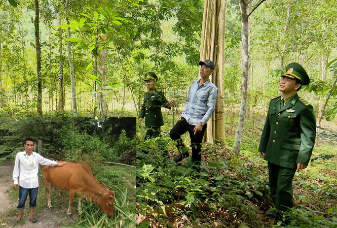 Anh Phạm Ngọc M. cùng cán bộ Biên phòng đi thăm vườn keo được CLB tình thương hỗ trợ vốn vay (ảnh lớn); anh rất “mát tay” nuôi bò lớn nhanh (ảnh nhỏ) 