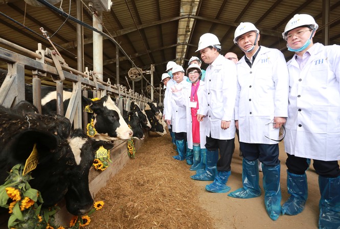 Tập đoàn TH nhập 4.500 bò sữa cao sản thuần chủng về Việt Nam Đoàn công tác của Bộ NN&PTNT thăm đàn bò sữa cao sản thuần chủng của Tập đoàn TH