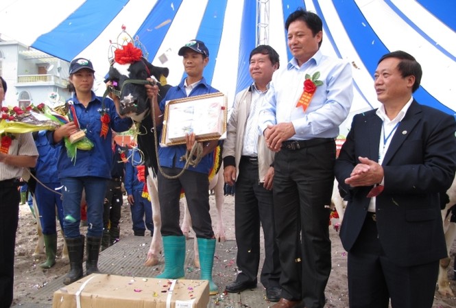 'Hoa hậu bò sữa' Mộc Châu năm 2013 'Hoa hậu bò sữa' Mộc Châu năm 2013
