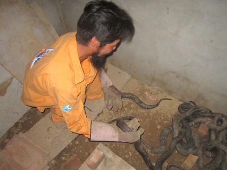 Thu tiền tỷ nhờ nuôi rắn độc Thu tiền tỷ nhờ nuôi rắn độc