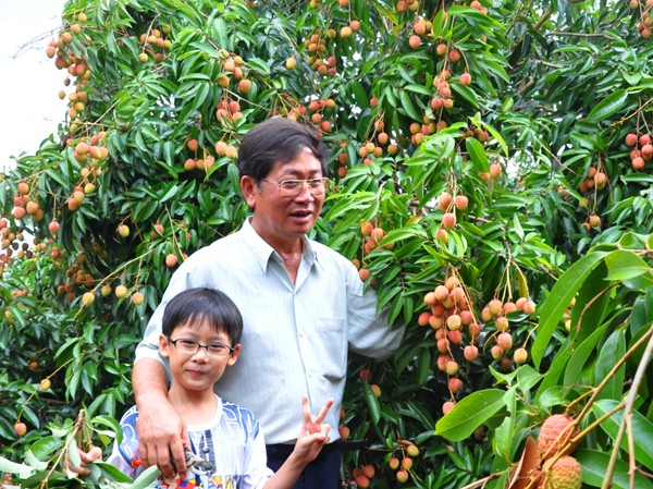 Kiếm bạc tỷ từ trồng vải trên Tây Nguyên Kiếm bạc tỷ từ trồng vải trên Tây Nguyên