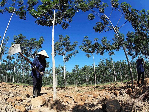 HAGL sẵn sàng đối chất cáo buộc của Global Witness HAGL sẵn sàng đối chất cáo buộc của Global Witness