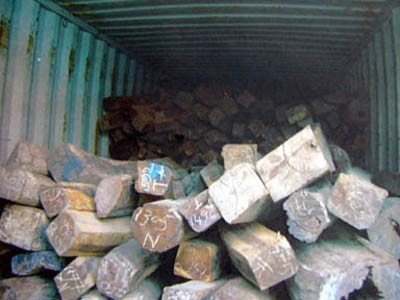 Cần hình phạt nghiêm để bảo vệ gỗ quý Cần hình phạt nghiêm để bảo vệ gỗ quý
