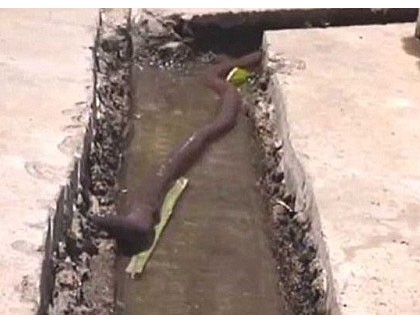 'Giun đất khổng lồ' dài nửa mét Thoạt nhìn, nhiều người có thể nhầm tưởng đây là một con rắn