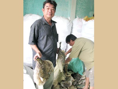 Săn cá nóc gai, nghề độc! Săn cá nóc gai, nghề độc!