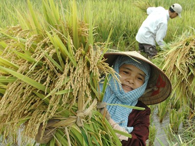 Phải trả lời vì sao nông dân bỏ ruộng Phải trả lời vì sao nông dân bỏ ruộng