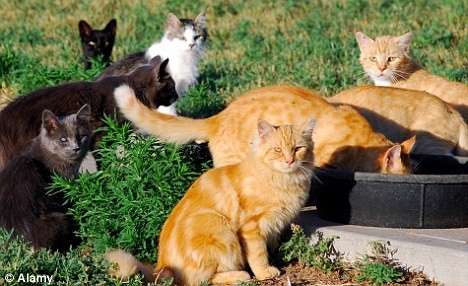 Quyết bỏ chồng để sống với... mèo Quyết bỏ chồng để sống với... mèo