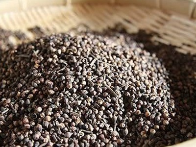 Cây vối - Vị thuốc quý, hỗ trợ trị tiểu đường Cây vối - Vị thuốc quý, hỗ trợ trị tiểu đường