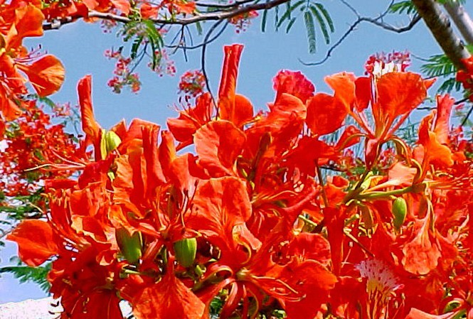 Chút lăn tăn về hoa sen Hoa phượng