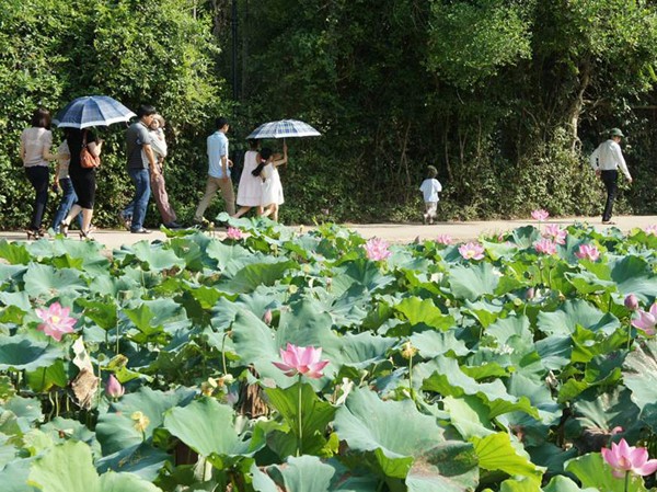 Thương hiệu du lịch của Nghệ An Hương sen làng Sen