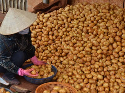Truy nguồn khoai tây nhiễm độc Truy nguồn khoai tây nhiễm độc