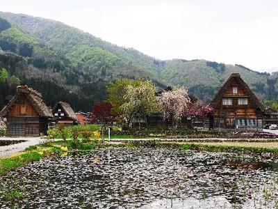 Làng quê Nhật mờ ảo trong sương sớm Làng quê Nhật mờ ảo trong sương sớm