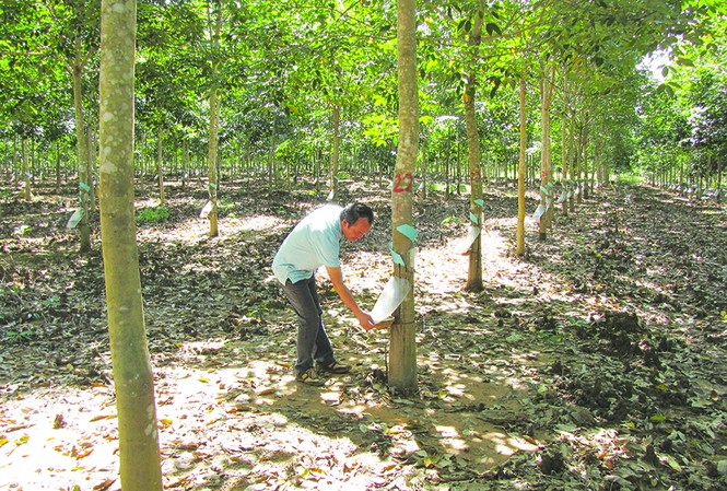 Cao su Hoàng Anh Gia Lai và đường ống hai vòng quả đất Cao su Hoàng Anh Gia Lai và đường ống hai vòng quả đất