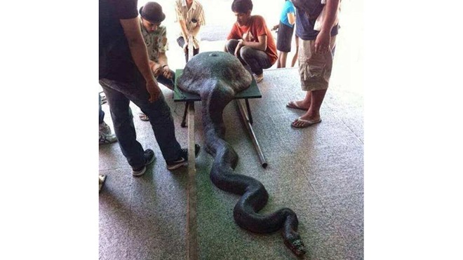 Trăn khủng nuốt nguyên chiếc chảo lớn vào bụng Trăn khủng nuốt nguyên chiếc chảo lớn vào bụng