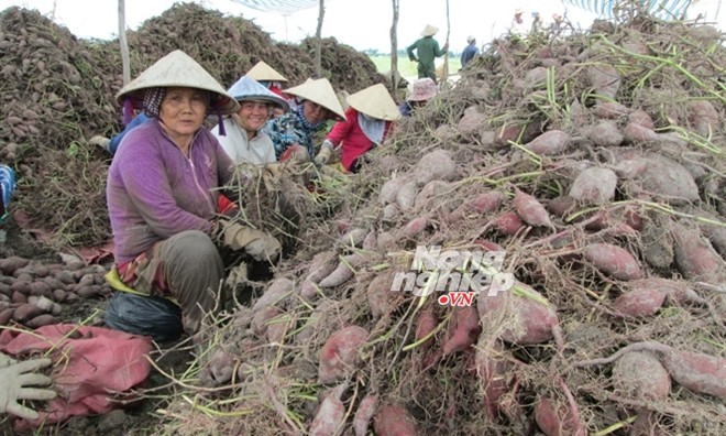 Khoai lang tím lao đao vì tin đồn đóng cửa khẩu Sau ngày 20/5/2014, bà con thật sự tin việc đóng cửa khẩu là không có, giá khoai lang tăng trở lại, mức giá gần 7.000 đồng/kg.