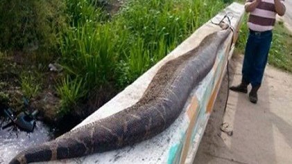 Giết trăn khổng lồ vì nghi nuốt chửng bé trai Trăn khổng lồ dài gần 8m bị dân làng Benito Juarez, Mexico đánh chết.