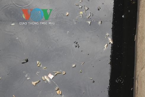 TPHCM: Cá chết trắng trên kênh Nhiều Lộc – Thị Nghè Cá chết nổi trắng trên mặt nước đen ngòm