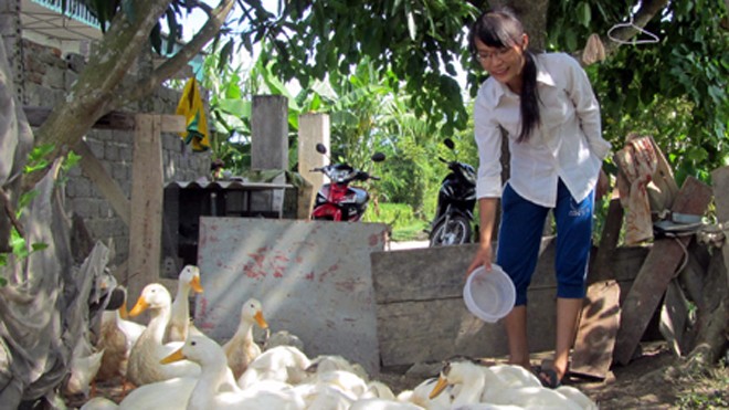 Nữ sinh mồ côi thi đỗ hai trường đại học Ngoài thời gian đến lớp, Nga luôn chăm lo việc nhà cho gia đình dì dượng.