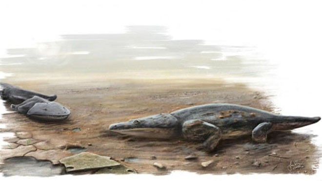 Loài kỳ giông cổ đại có kích thước lớn như ôtô Mô phỏng kỳ giông Metoposaurus algarvensis. Ảnh: PA
