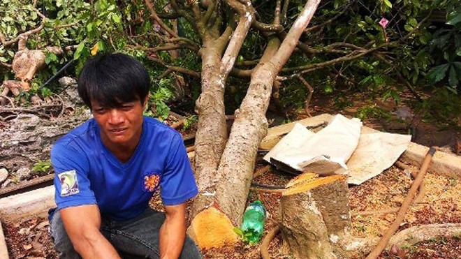 Bàng hoàng thấy 2 cây mai quý hàng trăm triệu đồng bị cưa Anh Định đau xót trước gốc mai quý bị cưa tận gốc.