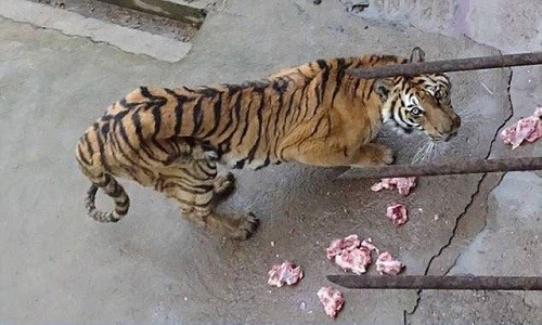 Hổ vườn thú bị bỏ đói đến chết để lấy xương ngâm rượu Nhiều vườn thú ở Trung Quốc không thể cung cấp đủ thức ăn cho những con hổ. Ảnh: Shanghaiist.