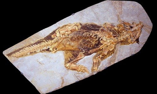 Khủng long ngụy trang bằng màu da để đánh lừa kẻ địch Hóa thạch khủng long Pssittacosaurus xuất hiện trên Trái Đất 133 triệu năm trước. Ảnh: Jakob Vinther.