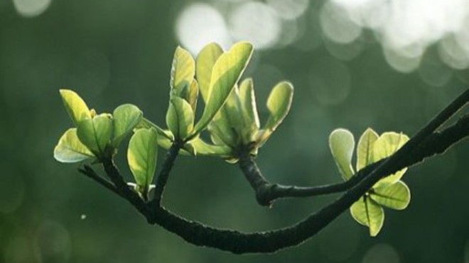 Trị sâu răng đơn giản với bài thuốc từ lá bàng Trị sâu răng đơn giản với bài thuốc từ lá bàng