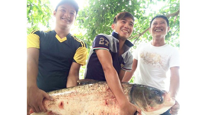 Ly kỳ săn cá khủng trên sông Con cá mè nặng 19 kg là thành quả trong một lần đi săn cá “khủng” của nhóm cần thủ ở thị trấn Cẩm Giàng