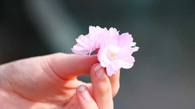 6 bài thuốc dễ kiếm giúp phụ nữ đẹp hơn 6 bài thuốc dễ kiếm giúp phụ nữ đẹp hơn
