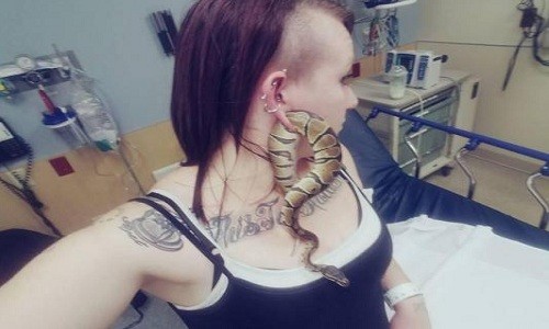 Trăn mắc kẹt lủng lẳng trên lỗ khuyên tai cô gái Con trăn mắc kẹt trong lỗ xỏ khuyên tai của chủ nhân. Ảnh: Ashley Glawe/WPXI.