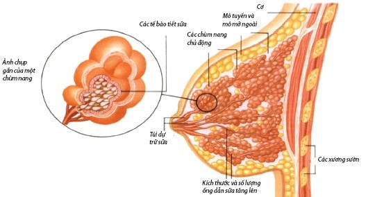 Các bệnh tuyến vú lành tính Tuyến vú.