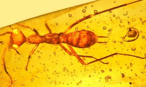 Hóa thạch côn trùng 100 triệu năm giống sinh vật ngoài hành tinh Con côn trùng kỳ lạ với đầu trông giống người ngoài hành tinh. Ảnh: Seeker.