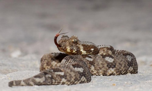 Phát hiện 4 con rắn độc, các nhà khoa học mừng đến phát khóc Một cá thể rắn Albany Adder. Ảnh: National Geographic.