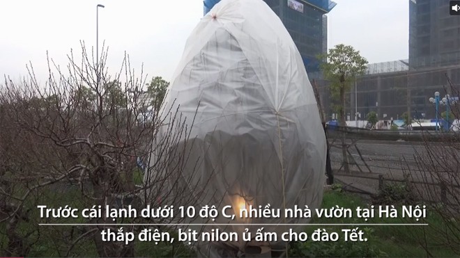 Thắp điện sưởi ấm cho đào Tết ở Hà Nội Thắp điện sưởi ấm cho đào Tết ở Hà Nội