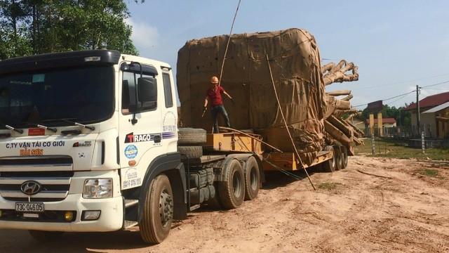 Chiêu trò tài xế chở cây khủng chạy xuyên các tỉnh thành Các tài xế khai chở cây "quái thú" vào ban đêm để qua các trạm CSGT.